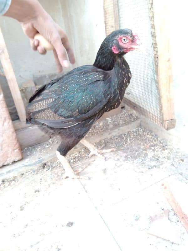 Aseel Mushka Pair & 1 hen with 3 chicks & 1 hen 9