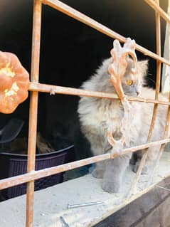 Persian Female cat