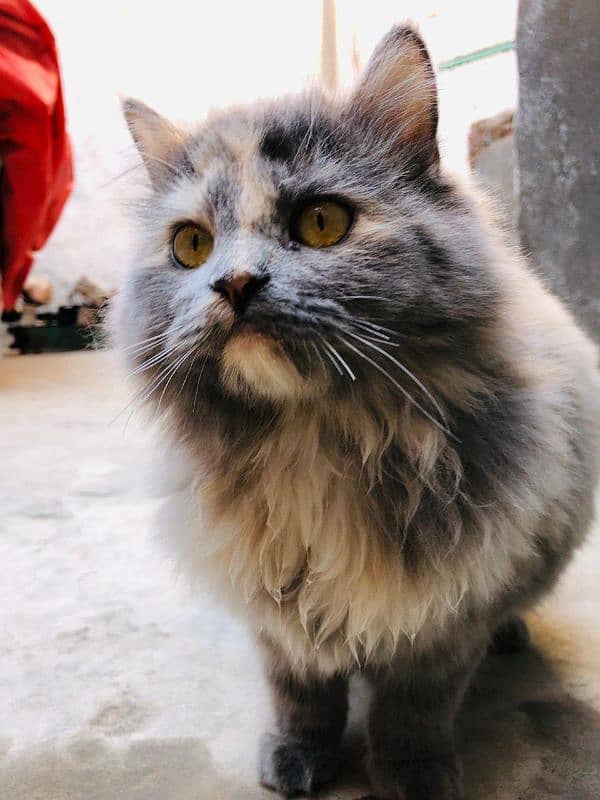 Persian Female cat 3