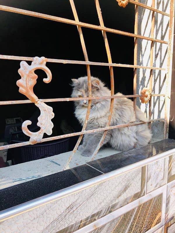 Persian Female cat 4