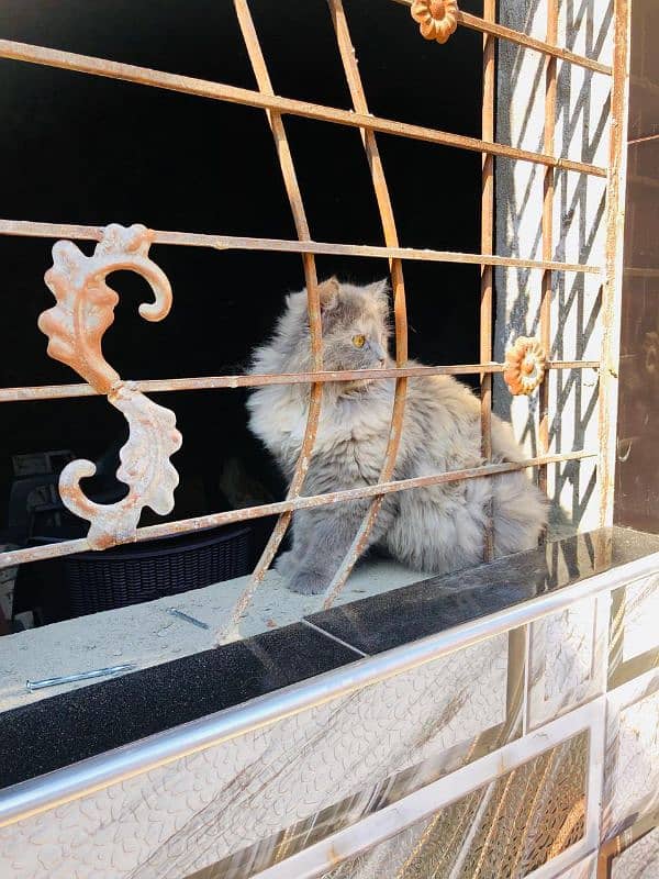 Persian Female cat 6