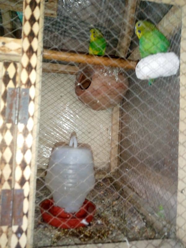 parrot for sale 0