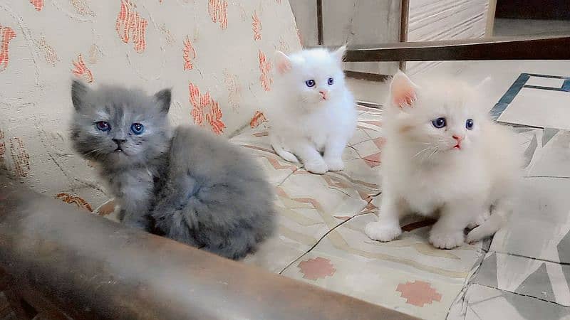 pure Persian triple coated 0