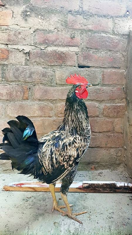 Austrolorp or Misri Breeder Murgha for sale in Affordable price 2