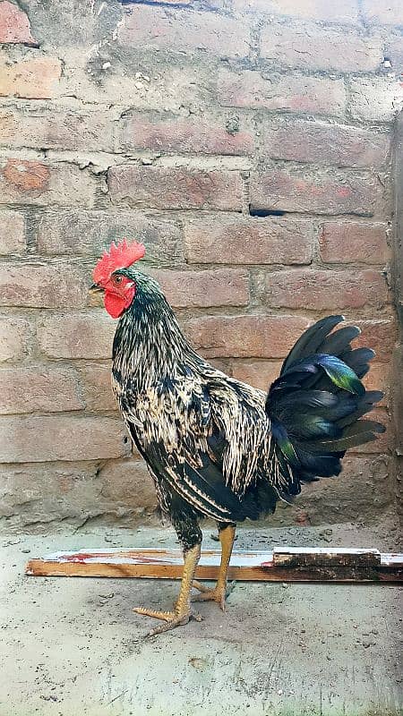 Austrolorp or Misri Breeder Murgha for sale in Affordable price 3