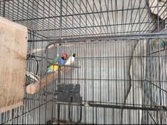 Goldian finch Commen breeding pairs for Sale