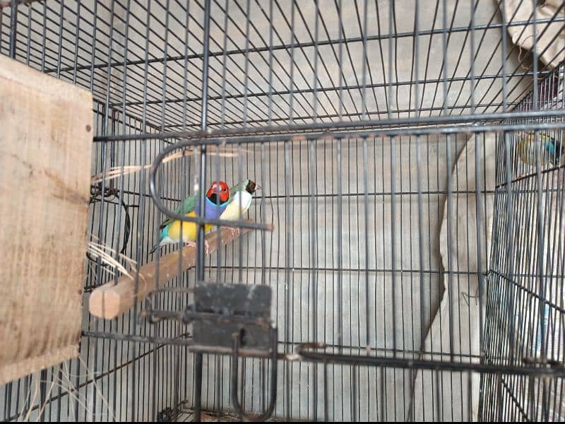 Goldian finch Commen breeding pairs for Sale 0