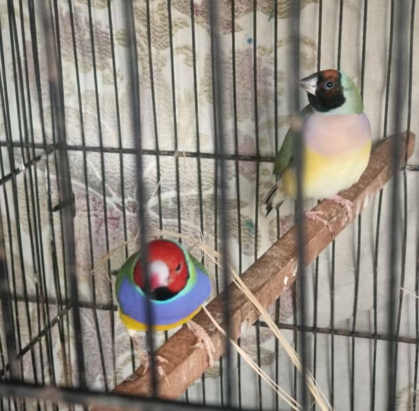 Goldian finch Commen breeding pairs for Sale 1