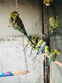 Budgies , Double Flower Hogoromo