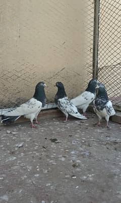 Teddy pigeon|Teddy Breeder Pair |کبوتر| kabutar |Royal teedy|Highflyer