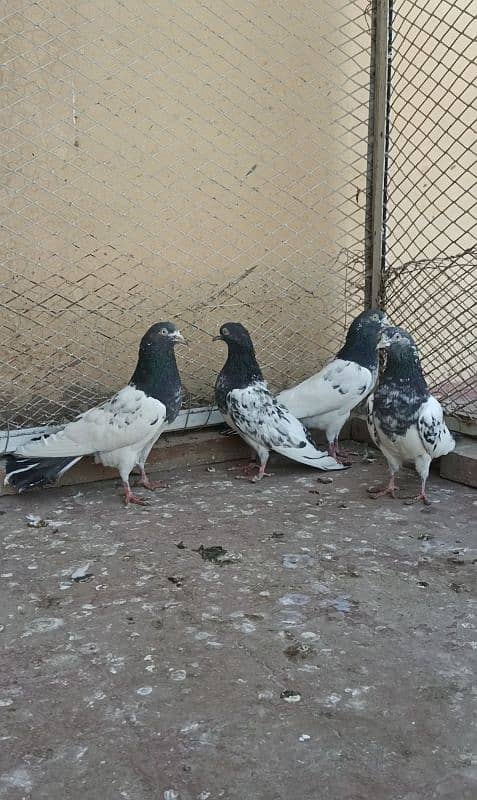 Teddy pigeon|Teddy Breeder Pair |کبوتر| kabutar |Royal teedy|Highflyer 0