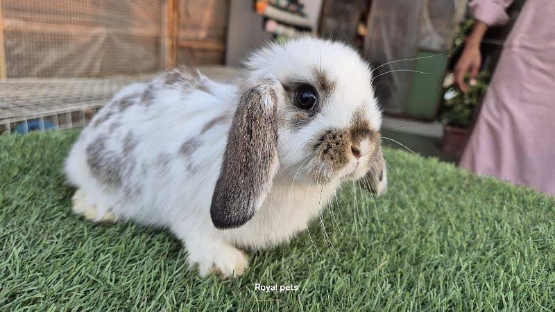 Imported Fancy Lops Rabbit 5