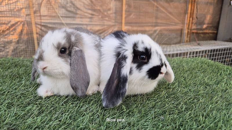 Imported Fancy Lops Rabbit 6