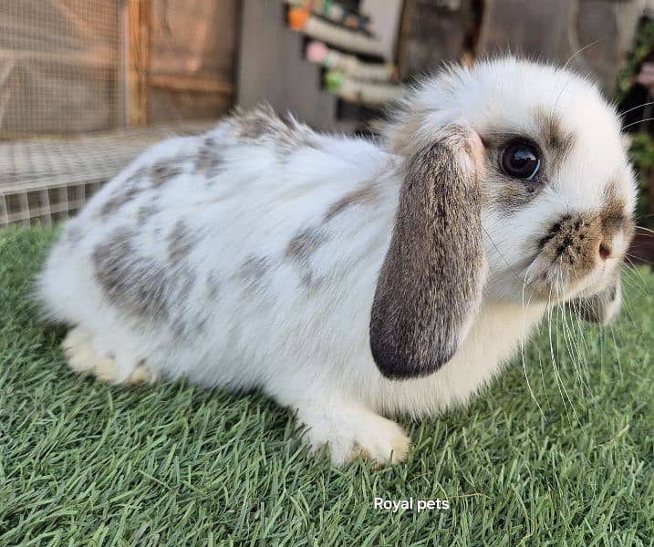 Imported Fancy Lops Rabbit 10