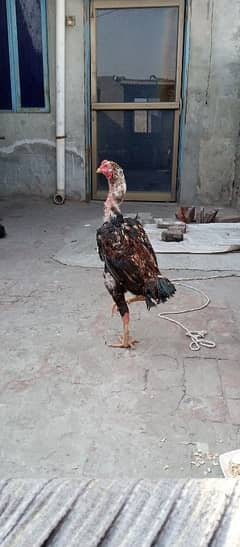 Shamo Aseel Cock