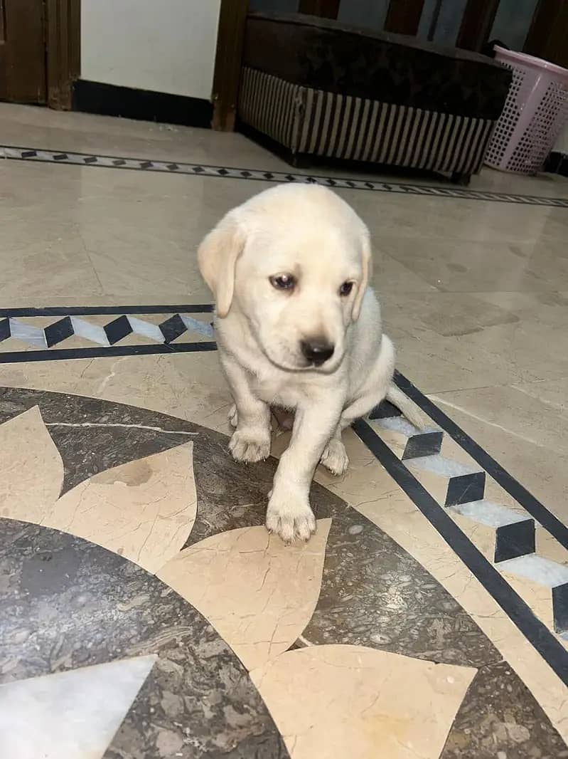 COD cream colo labrador puppies males available (CASH ON DELIVERY 3