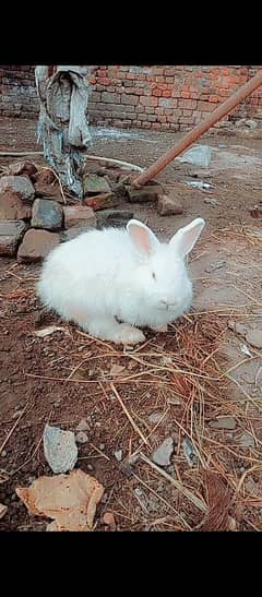 angoora rabbit for sale  long hight long hair red eyes