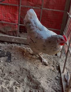 Australorp splash heritage female for sale