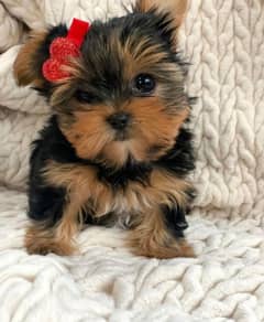 beautiful Yorkshire Terrier puppies available