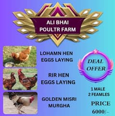 golden misr | lohman brown| eggs laying hens | chicks  |  03274087584