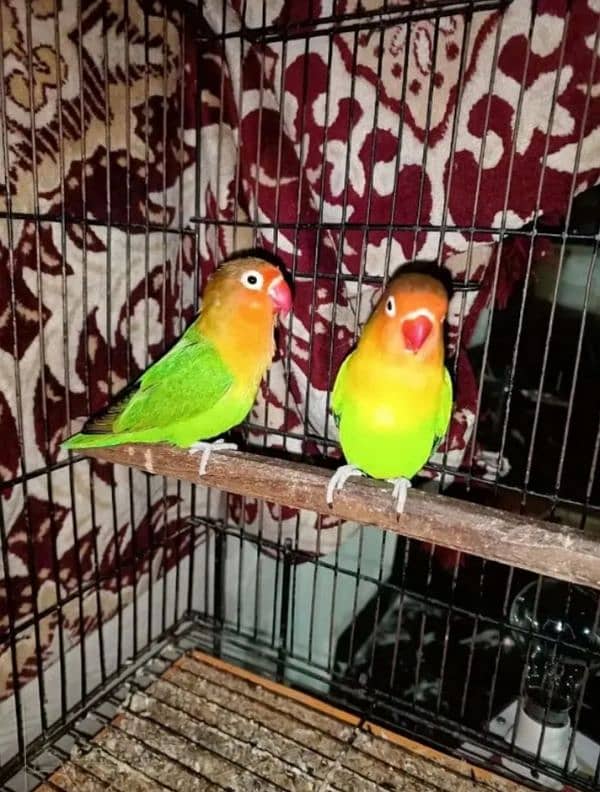 piece male and female confirm pair 100% breeding 2