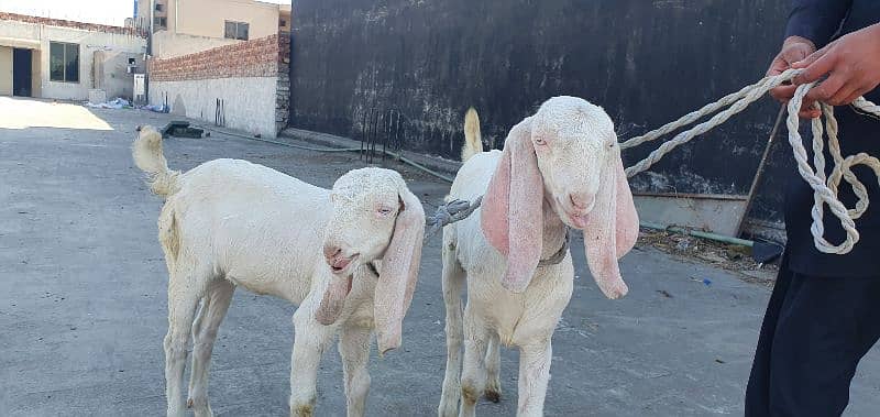 Pure gulabi rajanpuri bakri 4