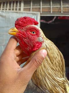 aseel chicks and breeder murgh for sale