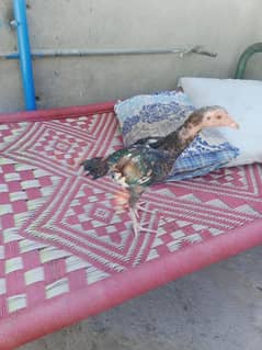 aseel chicks and breeder murgh for sale