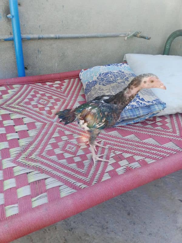 aseel chicks and breeder murgh for sale 0