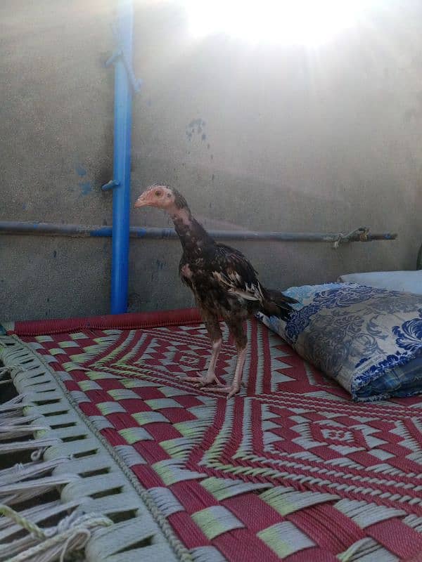 aseel chicks and breeder murgh for sale 1