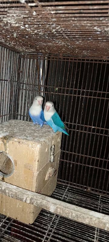 Breeder pair pale fellow split 0