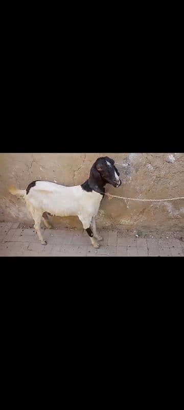 kala pull navy hights 2025 qurbani waly andoo khsi  bkry available hn 9