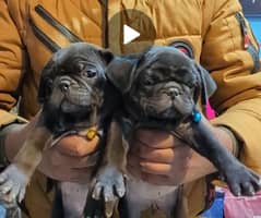 pug females home breed for sale. age 2 month jet black collor