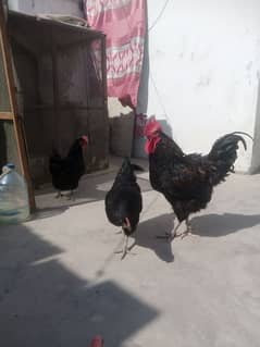 Australorp