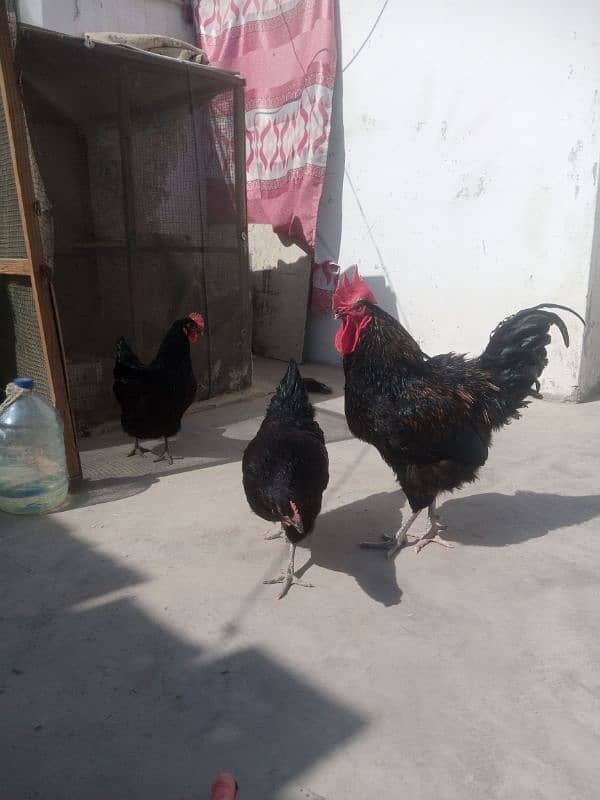 Australorp 0