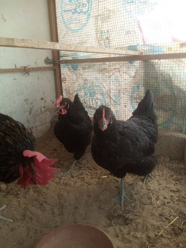 Australorp 1