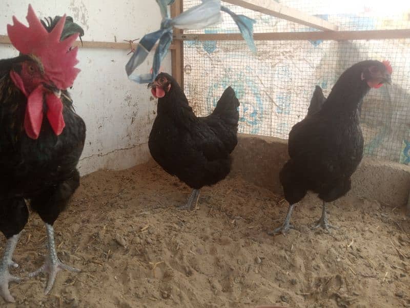 Australorp 2