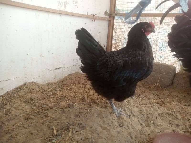 Australorp 3