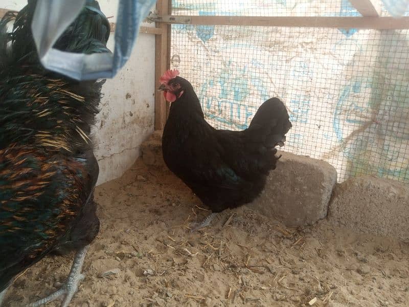 Australorp 4