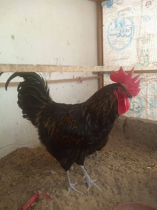 Australorp 5