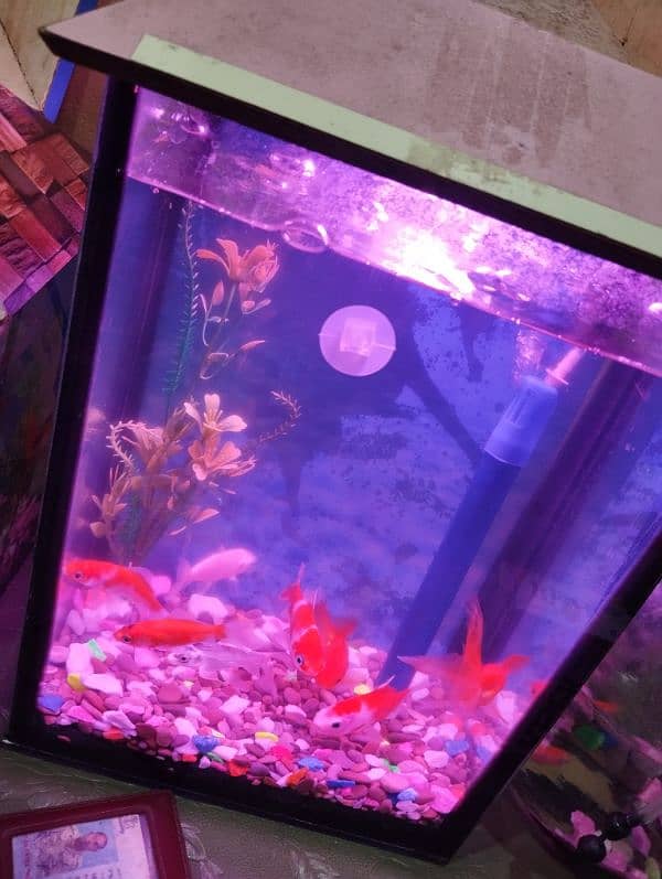 Fish Aquarium Only Aquarium And head Only 0