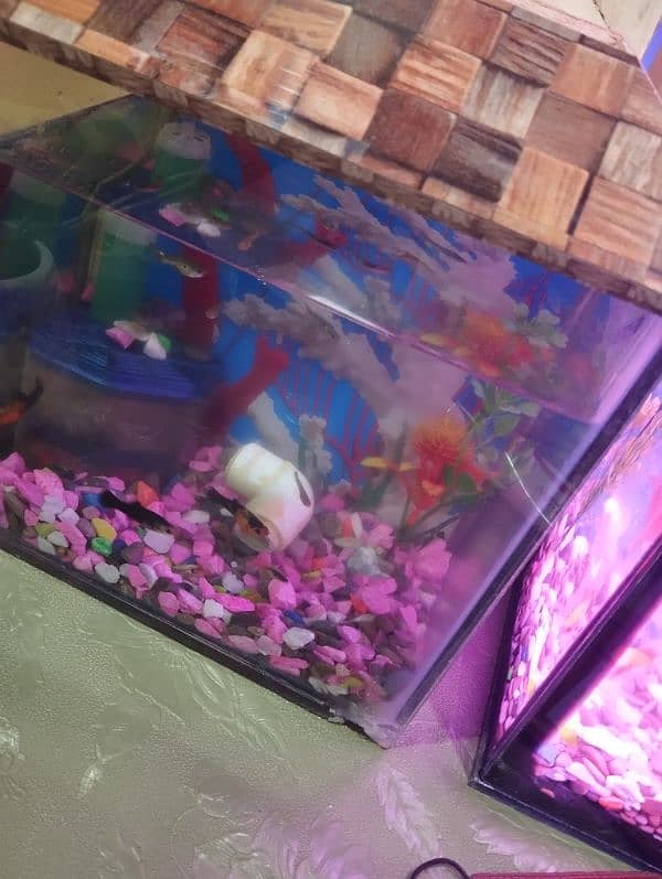 Fish Aquarium Only Aquarium And head Only 1