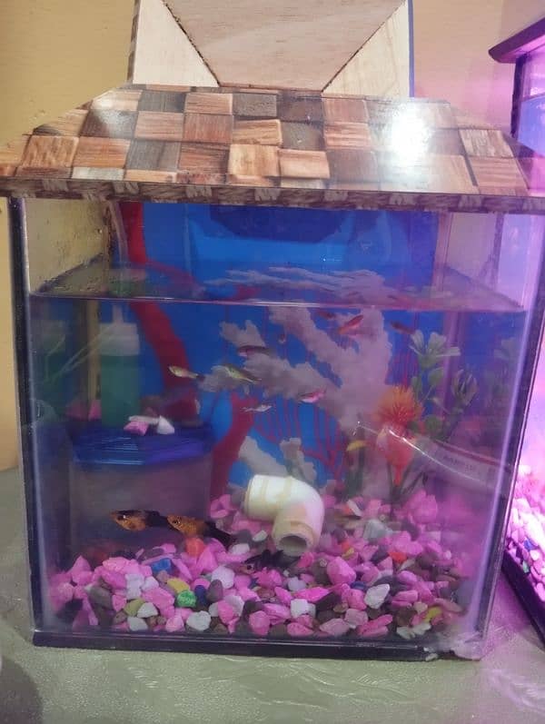 Fish Aquarium Only Aquarium And head Only 2