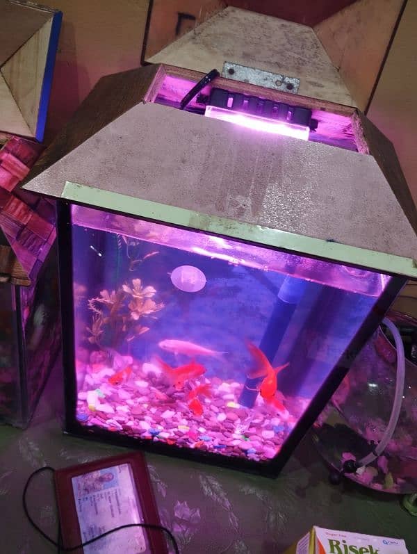 Fish Aquarium Only Aquarium And head Only 3