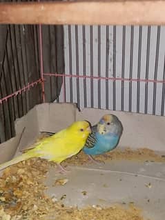 pair blue parrot black and yellow red eye