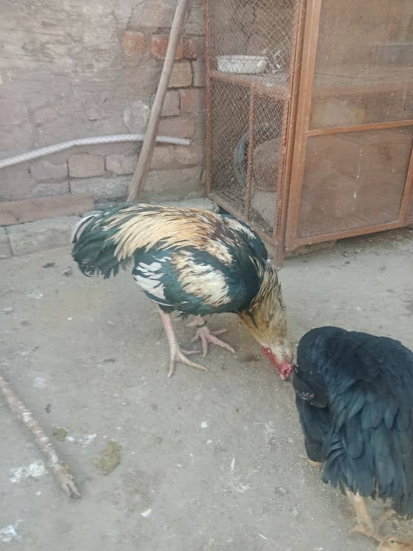 Aseel pair with chicks for sale 0