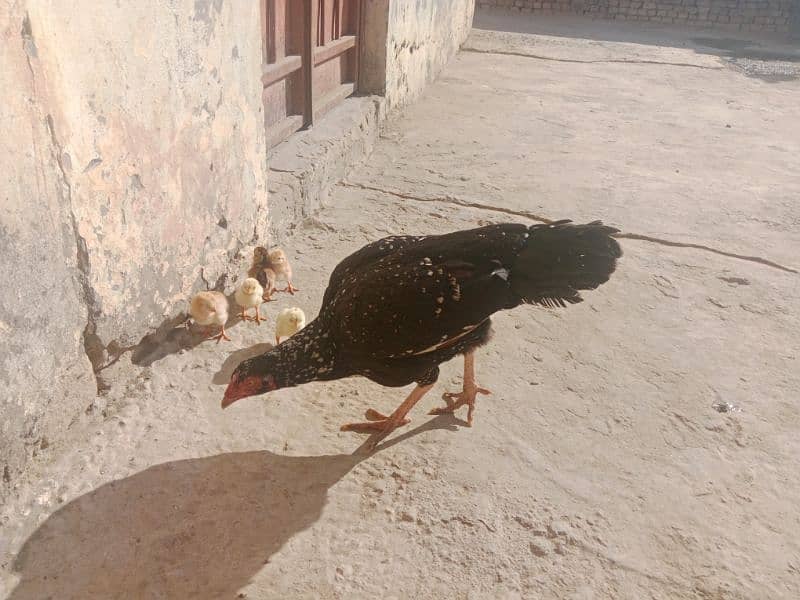 Aseel pair with chicks for sale 1