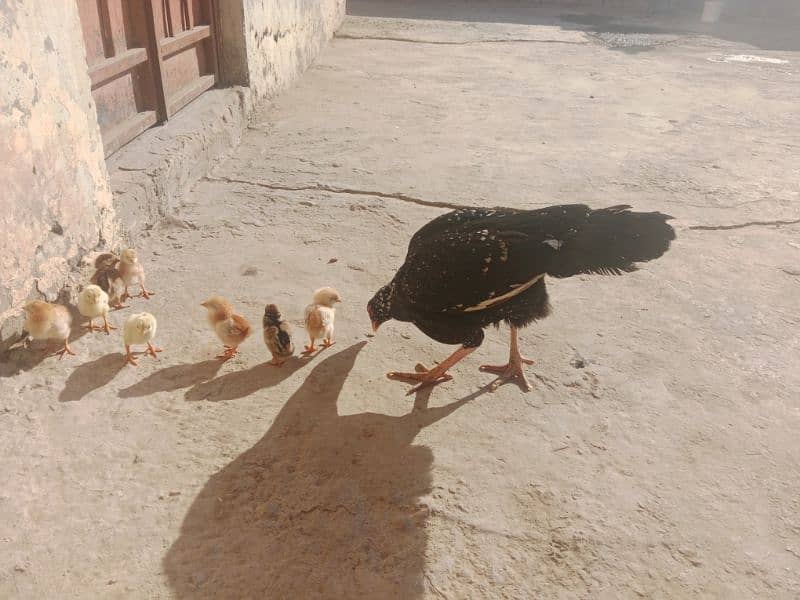 Aseel pair with chicks for sale 2