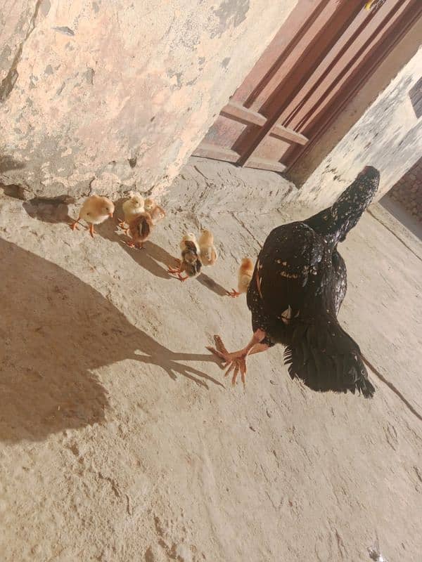 Aseel pair with chicks for sale 3