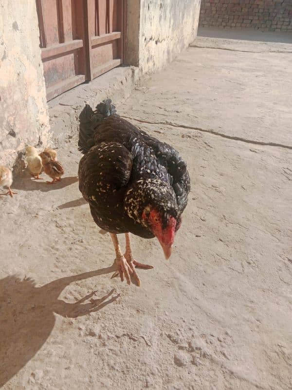 Aseel pair with chicks for sale 4